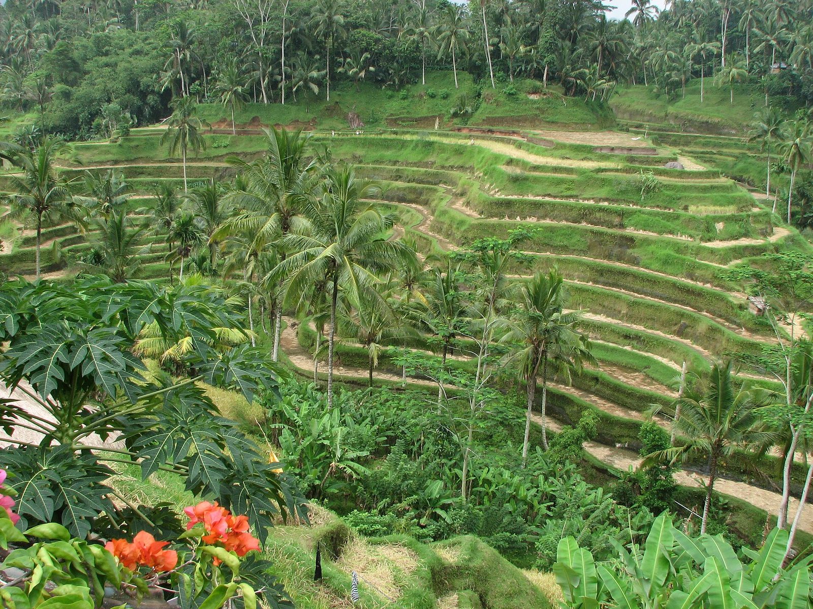 North Bali: Bedugul & Ulun Danu