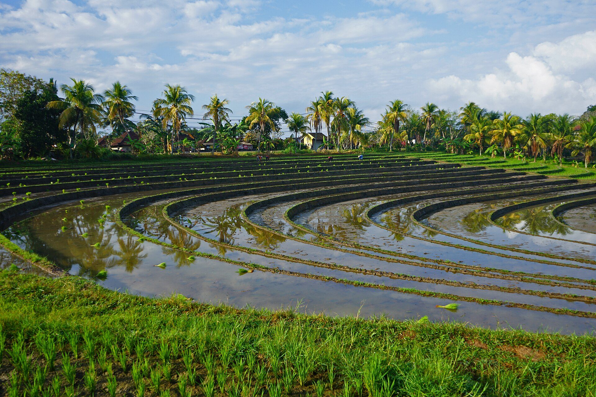 Rice terraces in Bali at golden hour